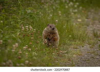 Curious Young Groundhog Watching Danger Stock Photo 2202970887