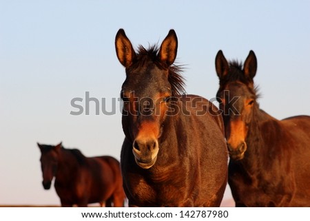 curious young mule
