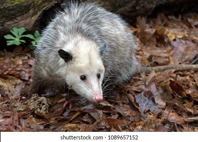 Curious Young Possum Looking Grubs On Stock Photo (Edit Now) 1089657152