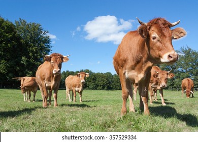 Curious young red brown  Limousin beef cow eyeing up the camera in a pasture  watched closely by the rest of the herd in the background on a sunny summer day