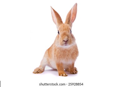 93,214 Red Rabbit Images, Stock Photos & Vectors 