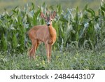 curious young roe deer stag near a maize field in a farmland area (Capreolus capreolus)