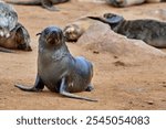 Curious young seal pup on sandy beach looking towards camera