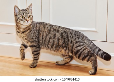 
Curious Young Tabby Cat Walking Indoors