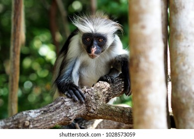 curious Zanzibar Red Colobus Monkey sitting on a branch looking into the camera and with a soft focus in the background