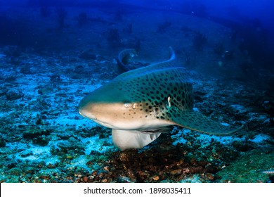 A curious Zebra Shark (stegostoma fasciatum) on a deep, underwater tropical reef.