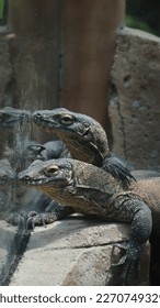 A curious-looking Komodo dragon, bordered by glass for safety. At Taman Safari Zoo 