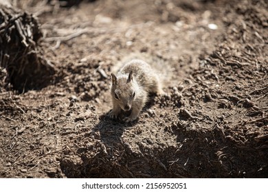 A Curious-looking Young Chipmunk In Nature