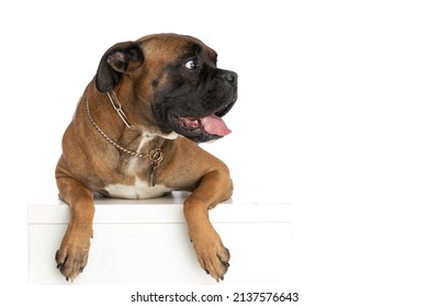 3,055 Boxer with tongue out Stock Photos, Images & Photography ...