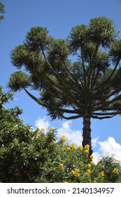 Curitiba, State Of Paraná, Brazil. March, 25, 2022 - Lush Araucária Tree, The Brazilian Pine Under The Blue Sky.