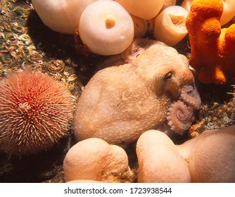 Curled (also Known As Lesser) Octopus Camouflages Itself By Blending With White Deadmens Fingers