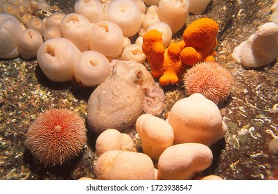 Curled (also Known As Lesser) Octopus Camouflages Itself By Blending With White Deadmens Fingers