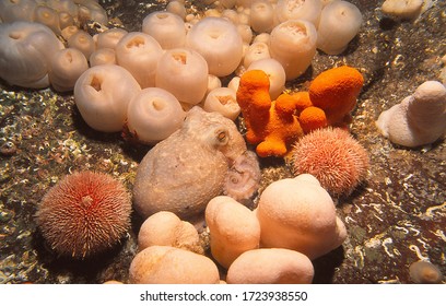 Curled (also Known As Lesser) Octopus Camouflages Itself By Blending With White Deadmens Fingers