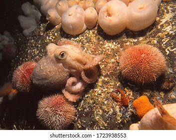 Curled (also Known As Lesser) Octopus Camouflages Itself By Blending With White Deadmens Fingers