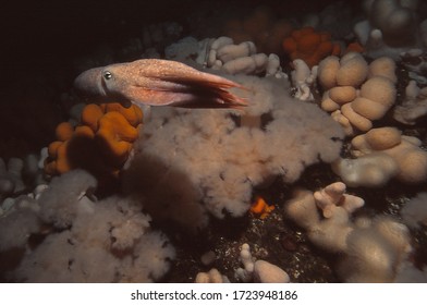 Curled (also Known As Lesser) Octopus Flees From Danger