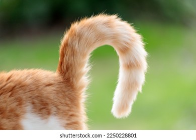A curled cat's tail close up