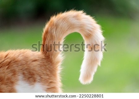A curled cat's tail close up