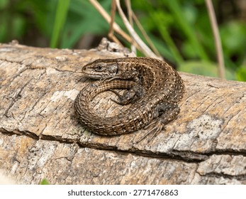 Un lagarto común acurrucado