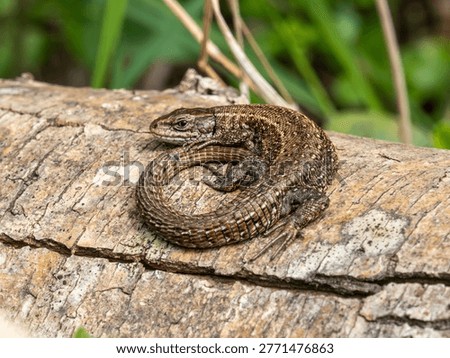 A Curled Up Common Lizard
