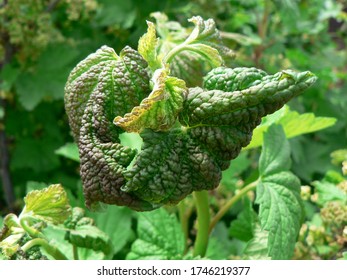 Curled Currant Leaf From Fungal Disease Or Aphids. Symptoms Of Damage - Twisted And Redness Leaves Of Currant. Aphid Damages Young Leaves Of Currant Bush. 