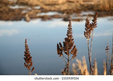 Curled Dock At A Marsh With Herons