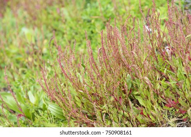 Curled Dock Plant