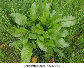 Curled Dock; Rumex Crispus; Sprout