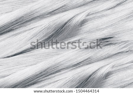 Curled gray hair as background, texture
