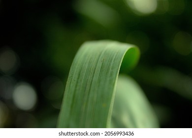 Curled leaf closeup with blurred background
