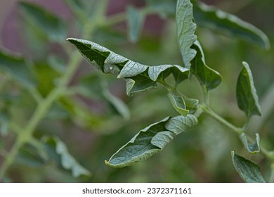 Curled leaves on a tomato (Solanum lycopersicum) plant due to lack of water and extreme heat.
