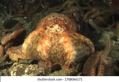 Curled Or Lesser Octopus Captures It Prey Of Swimming Crab And Envelopes It To Feed