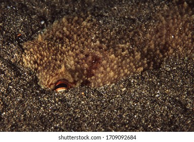 Curled Or Lesser Octopus Hides In Sand