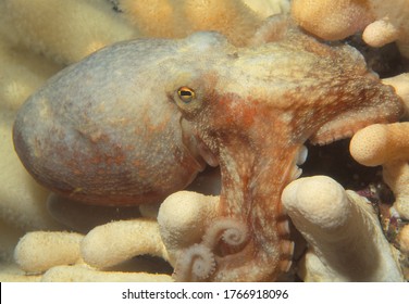 Curled Octopus (also Known As Lesser Octopus) Changes Its Color To Camouflage Against Soft Corals