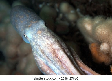 Curled Octopus (also Known As Lesser Octopus) Uses Jet Propulsion Of Water To Move Quickly From Threat