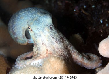 Curled Octopus (also Known As Lesser Octopus) Changes Colour To Match Surrounding Soft Corals