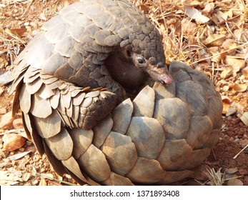 Curled Up Pangolin