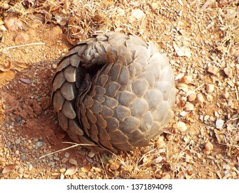 Curled Up Pangolin