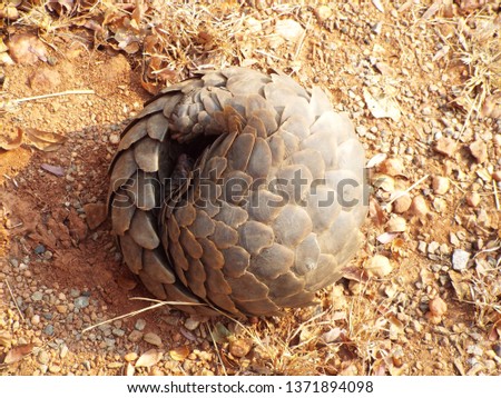 curled up pangolin
