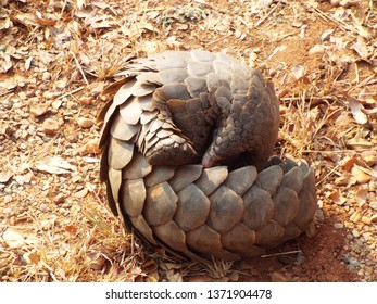 Curled Up Pangolin Beauty