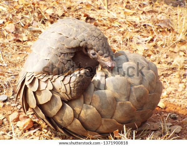 peluche pangolin