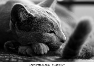 Curled Up Russian Blue Cat Prepares To Sleep