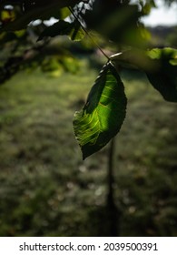 A Curled Single Green Leaf With Veins N A Blurred Green Background