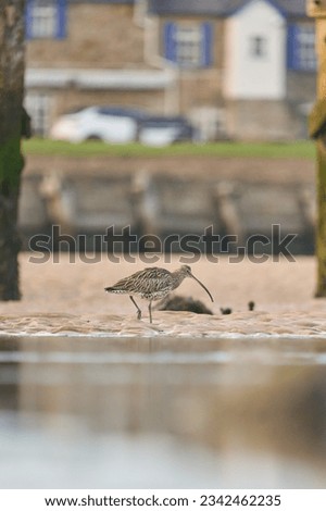 Curlew bird in the water