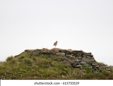 A Curlew Flying Over The Moorland Of Weardale.