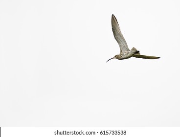 A Curlew Flying Over The Moorland Of Weardale.