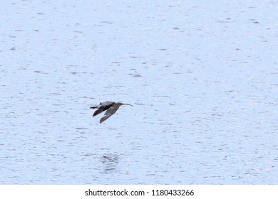 Curlew Flying Over The River Nith Scotland