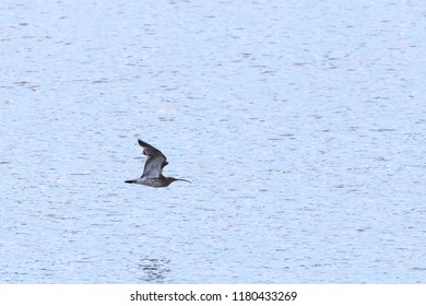 Curlew Flying Over The River Nith Scotland