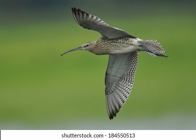 Curlew (Numenius Arquata)