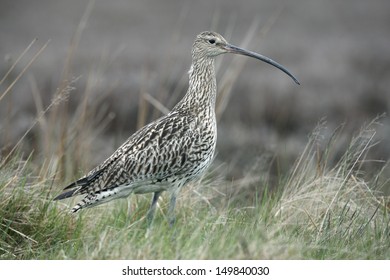 Curlew, Numenius Arquata, Female On Moorland, Yorkshire, Spring              