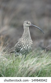 Curlew, Numenius Arquata, Female On Moorland, Yorkshire, Spring              